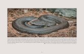 The herpetofauna of Chiapas, Mexico: composition,mesoamericanherpetology.com/uploads/3/4/7/9/34798824/... · part of a clade of five snake species distributed in the highlands of