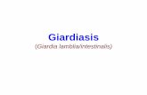 Giardiasis - gmch.gov.in lectures/Microbiology/05 Giardia.pdf · Giardiasis • Most common causative agent of epidemic & endemic diarrhoea throughout the world • Prevalence - 2-5%