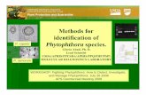 Methods for identification of - phytophthoradb.org · Durán A, Gryzenhout M, Slippers B, Ahumada R, Rotella A, Flores F, Wingfield BD, Wingfield MJ. 2008. Phytophthora pinifolia