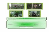 DOCUMENTO TECNICO UNIFICADO DE …sinat.semarnat.gob.mx/dgiraDocs/documentos/CUSF/23L700120415.pdf · documento tecnico unificado de aprovechamiento forestal en 1,020-00-00 hectareas