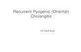 Recurrent Pyogenic (Oriental) Cholangitis madhavan 2.15 tues.pdf · revealed a high recurrent stone rate (29.6%) that required repeated surgery and a high mortality rate (10.3%) resulting