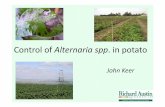 Control of Alternaria spp in potato - AHDB Potatoes · Alternaria alternataor solani? Alternaria solani • Occurs later in the season • Favours senescing leaves in lower canopy