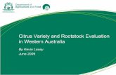 Evaluation Australia - WA Citrus - For Growers, Producers ...wacitrus.com.au/wp-content/uploads/Varieties-Rootstocks_WA-Variety... · Two variety evaluation streams ... Orogrande