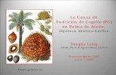 La causa de pudrición de cogollo (PC) en palma de aceite ...ciat.cgiar.org/wp-content/uploads/2012/11/2009_06_02_D_Laing.pdf · compartir sus experiencias en el cultivo de la palma