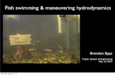 Fish swimming & maneuvering hydrodynamics - dartmouth.educushman/courses/engs150/FishSwimming-Epps-May... · BP Epps, P Valdivia y Alvarado, K Youcef-Toumi, AH Techet, Flow visualization