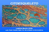 CITOESQUELETO - sgpwe.izt.uam.mxsgpwe.izt.uam.mx/files/users/uami/lebo/EFC_II__2018/Presentaciones... · CITOESQUELETO 100nm Dra. Leticia Bucio Ortiz. Depto. Ciencias de la Salud.