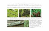 Growing Ferns from Spores - New England Wild Flower Society Ferns from Spores.pdf · Growing Ferns from Spores by William Cullina Raising ferns from spores is surprisingly easy if