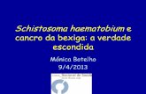 Schistosoma haematobium e cancro da bexiga: a verdade ...repositorio.insa.pt/bitstream/10400.18/2083/1/Aula IHMT Abril 2013.pdf · Botelho et al. Virulence 2010 . S. haematobium total