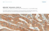 BRAF V600E (VE1) Mouse Monoclonal Primary Antibodyreagent-catalog.roche.com/documents/N4695A-11_BRAF_FB_Brochure.pdf · The BRAF V600E (VE1) antibody is the first ready-to-use IVD