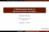 A Mathematical Study of Germinal Center Formation · BiologyThe ModelResultsCurrent Work A Mathematical Study of Germinal Center Formation Samantha Erwin Adviser: Dr. Stanca Ciupe