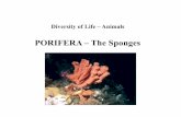 PORIFERA – The Spongesraiken/Courses/INACTIVE/1001new/LECTURE... · Porifera Cnidaria Ctenophora Platyhelminthes Rotifera Nematoda Nemertea Mollusca Annellida Arthorpoda Bryozoa
