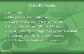 Class: Diplopoda - horticulturebc.info Classes.pdf · Chilopoda Centipedes One pair of antennae One pair of walking legs per segment Most have 24 - 36 legs on long flattened trunk