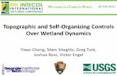 Topographic and Self-Organizing Controls Over Wetland Dynamics Y.Cheng.pdf · Yiwei Cheng, Marc Stieglitz, Greg Turk, Joshua Ross, Victor Engel Topographic and Self-Organizing Controls
