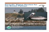 Periodic Status Review for the Brown Pelican - Washingtonwdfw.wa.gov/publications/01693/wdfw01693.pdf · The draft periodic status review for the Brown Pelican was reviewed by species