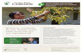 Como coletar informações 2Guia para identificação de espécies …globaltrees.org/wp-content/uploads/2017/11/GTC-Guia-2-baixa.pdf · maneira de diferenciar os tipos de folhas