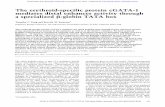 The erythroid-specific protein cGATA-1 mediates distal enhancer ...genesdev.cshlp.org/content/6/4/521.full.pdf · mediates distal enhancer activity through a specialized p-globin