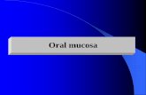 Oral mucosa - Delta Univdeltauniv.edu.eg/new/dentistry/wp-content/uploads/ORAL-MUCOSA.pdf · Types of Oral Epithelium Orthokeratinized stratified squamous epithelium Parakeratinized