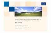 The sector of blackcurrant in the EU - 2007ec.europa.eu/agriculture/publi/reports/fruitveg/softfruit/... · The sector of blackcurrant in the EU Olive Oil and Horticultural Products