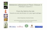 Ralstoniasolanacearum Race 3 biovar2 - plantpath.ifas.ufl.edu · USDA-APHIS-PPQ Commercially Available Recommended Immunodiagnostic Tests : Detection, identification Step 3: Confirmation