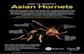 HOW TO IDENTIFY Asian Hornets - gov.je and greener... · The European Hornet (15–35mm) has a predominanly yellow rear body segment with a couple of black stripes. Its head is yellow
