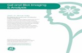Gel and Blot Imaging & Analysis - promix.rupromix.ru/manuf/ge/analise/analise.pdf · 2005, Dr. Ahmet Yildiz Elucidating the mechanism of molecular motor movement Dr. Yildiz received