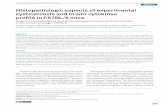 Histopathologic aspects of experimental cysticercosis and ... · Milhomem AC et al. Experimental cysticercosis inflammation / cytokines 341 score = 0; discrete with up to 25% of area