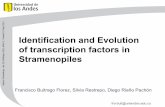Identification and Evolution of Transcription Factors in Stramenopiles · Identification and Evolution of transcription factors in Stramenopiles Francisco Buitrago Florez, Silvia