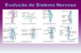 Eyespot Brain Nerve Ventral nerve cord Segmental (d) Leech ...10ebgspedro.weebly.com/uploads/1/4/0/3/14035134/aula2_sistema... · medula espinhal cerebelo hipófise bulbo . espinho