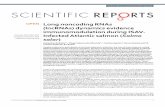OPEN Long noncoding RNAs (lncRNAs) dynamics evidence ... · (lncRNAs) dynamics evidence immunomodulation during ISAV-Infected Atlantic salmon (Salmo salar) ... 314 and 224 that were