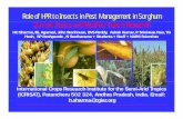 Role of HPR to Insects in Pest Management in Sorghum ... · Role of HPR to Insects in Pest Management in Sorghum Current Status and Need for Future Research HC Sharma, BL Agarwal,