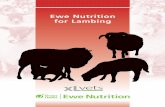 Ewe Nutrition for Lambing - xlvets.co.uk · Grassroots Ewe Nutrition 01 In this booklet Ewe Nutrition for Lambing Introduction 02 Why is nutrition so important? 03 Understanding the