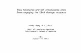 How telomeres protect chromosome ends from engaging the ... · How telomeres protect chromosome ends from engaging the DNA damage response ... TRF1,TRF2,TIN2,RAP1,TPP1 and POT1 ...