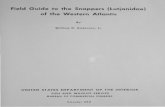 Field Guide to the Snappers {Lutianidae} of the Western ... · Field Guide to the Snappers (Lutianidae) of the Western Atlanticl By WILLIAM D. ANDERSON, Jr., Fishery Biologist2 Bureau