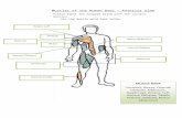 Microsoft Word - Muscles of the Human Body Answer Key  · Web viewMuscles of the Human Body – Anterior View . Please label the diagram below with the correct muscles. Use the muscle