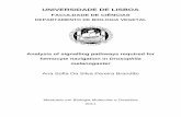 UNIVERSIDADE DE LISBOArepositorio.ul.pt/bitstream/10451/6232/1/ulfc092772_tm_ana_brandao.pdf · Universidade de Lisboa Mestrado em Biologia Molecular e Genética 2011 . This project