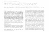 Whole tree xylem sap ﬂow responses to multiple ...biology/files/pdfs/dave-clark/2004 Obrien et al Plane... · © 2004 Blackwell Publishing Ltd,