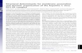 Structural determinants for membrane association and dynamic ... · Structural determinants for membrane association and dynamic organization of the hepatitis C virus NS3-4A complex
