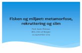 Fisken og miljøet: metamorfose, rekruttering og slim - uib.no · Fisken og miljøet: metamorfose, rekruttering og slim Prof. Karin Pittman BIO, Univ of Bergen 24 september 2014