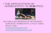 THE APPLICATION OF HOMEOPATHY IN 3136 PIGS · •THE APPLICATION OF HOMEOPATHY IN 3136 PIGS DR CARLA DE BENEDICTIS VETERINARY SURGEON, HOMEOPATH LFHom Velletri (Rome, Italy) carladebene@gmail.com