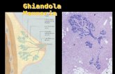 [PPT]Secretory Cells and Glands - Università degli Studi … · Web view... Granuli di Lipofuscina Spessore varia a seconda delle condizioni fisiologiche Midollare del Surrene Cellule
