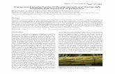 The accompanying fauna of Osmia cornuta and Osmia rufa … · The accompanying fauna of Osmia cornuta and Osmia rufa ... Sez. Entomologia Agraria, Università di Pisa, Italy 3Dipartimento