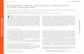 Recruitment of RNA polymerase II cofactor PC4 to DNA ... · Recruitment of RNA polymerase II cofactor PC4 to DNA damage sites Oliver Mortusewicz , 1,2 Wera 3Roth , Na Li , 3,4 M.