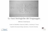 Le basi biologiche del linguaggio - .Le basi biologiche del linguaggio. Alfonso Caramazza. Center