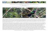Southwestern Ecuador Specialties: Jocotoco Foundation ... · Southwestern Ecuador Specialties: Jocotoco Foundation Reserves 2016 Mar 5, 2016 to Mar 19, 2016 ... Umbrellabird at the