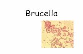 Brucella - gmch.gov.in lectures/Microbiology/17 Brucella.pdf · abortus stained with hematoxylin) • The mixture of whole milk and stained brucella antigen are incubated in a water