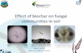 Effect of biochar on fungal communities in soil - RITTMO · Effect of biochar on fungal communities in soil Najat NASSR Najat.nassr@rittmo.com
