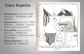 Class Reptiliacincinnatizoo.org/wp-content/uploads/2018/04/Reptile...Class Reptilia •Testudines (around 300 species –Tortoises and Turtles) •Squamata (around 7,900 species –Snakes,