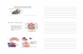 Review Anatomi · 1 ANATOMI FISIOLOGI KARDIOVASKULER Kompilasi: Tonang Dwi Ardyanto Review Anatomi • Jantung Berat 250 –360 gr • Jantung memiliki 2 pompa • Ukuran, lokasi,
