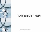 Digestive Tract - Univerzita Karlovaanatomie.lf3.cuni.cz/centralni_prezentace/Traveni_ustni_dutina_eng.pdf · large intestine (intestinum crassum) rectum liver (hepar) ... muscle