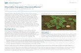 Florida Carpon Desmodium - University of Florida · Florida carpon desmodium (Desmodium heterocarpon; Figure 1) is a perennial, herbaceous, warm-season legume adapted to South Florida.
